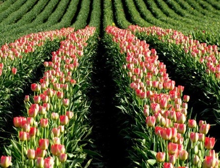 Đẹp như tranh vẽ những cánh đồng hoa tulip rực rỡ vào mùa - 7 Từng luống hoa mơn mởn được chăm chút cẩn thận