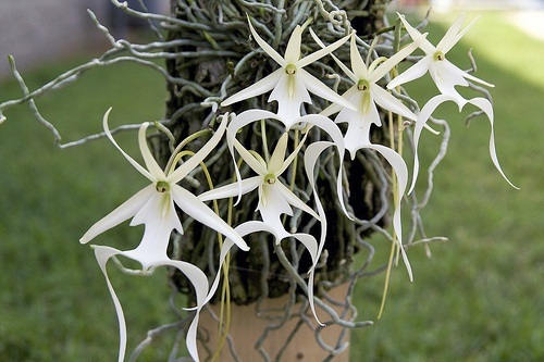 Những loài hoa kỳ dị nhất thế giới - 7 Chúng không có lá nên không thể tự quang hợp.