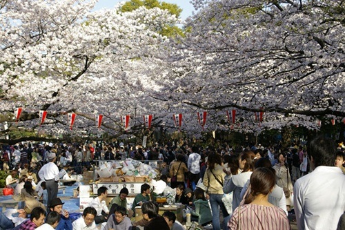 Người Nhật háo hức đón lễ hội hoa anh đào - 8 Người dân tụ tập dưới gốc cây để ăn uống, trò chuyện