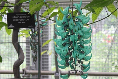  Chúng không có lá nên không thể tự quang hợp.