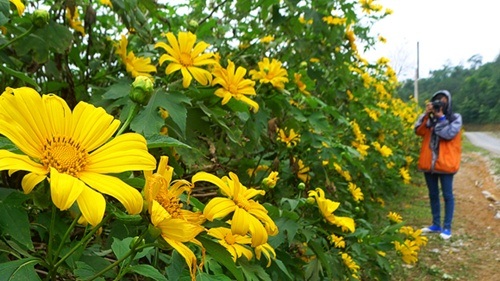  Là loài hoa dại nhưng dã quỳ được coi là biểu tượng của thành phố Đà Lạt