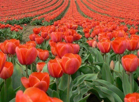 Đẹp như tranh vẽ những cánh đồng hoa tulip rực rỡ vào mùa - 9 Biển hoa tulip như bức tranh thiên nhiên sặc sỡ.