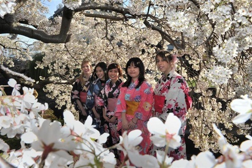 Người Nhật háo hức đón lễ hội hoa anh đào - 9 Người dân tụ tập dưới gốc cây để ăn uống, trò chuyện
