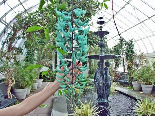 Những loài hoa kỳ dị nhất thế giới - 9 Chúng không có lá nên không thể tự quang hợp.