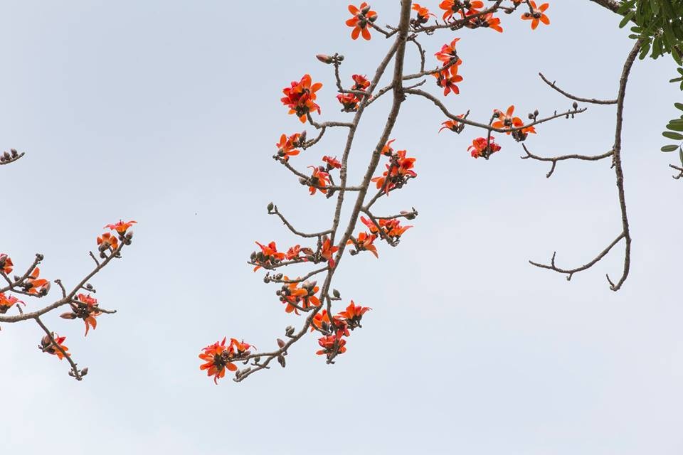 Tháng Tư về thương nhớ Mộc Miên! - 6 Tháng Tư về thương nhớ Mộc Miên!