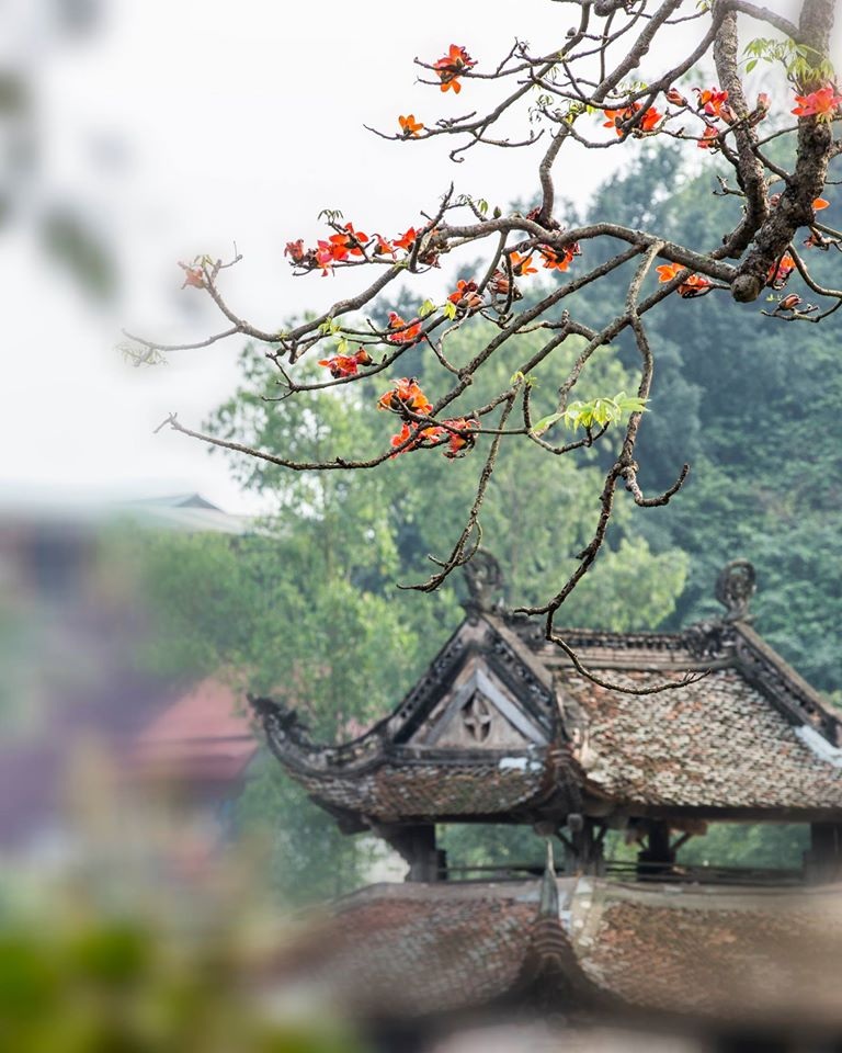 Tháng Tư về thương nhớ Mộc Miên! - 9 Tháng Tư về thương nhớ Mộc Miên!