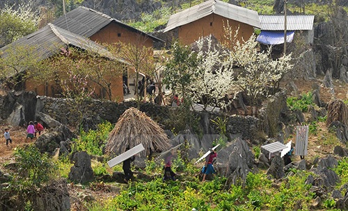 Sắc Xuân về trên vùng cao nguyên đá Đồng Văn - 7 Màu trắng hoa mận bên những bức tường đá tạo nên vẻ đẹp quyến rũ nơi vùng cao.
