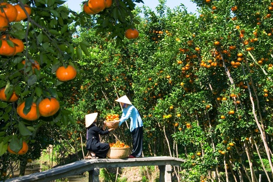 Cẩm nang cho chuyến khám phá thủ phủ miền Tây - 4 Cảnh đẹp ở miền Tây trên đường đi đến các cù lao.
