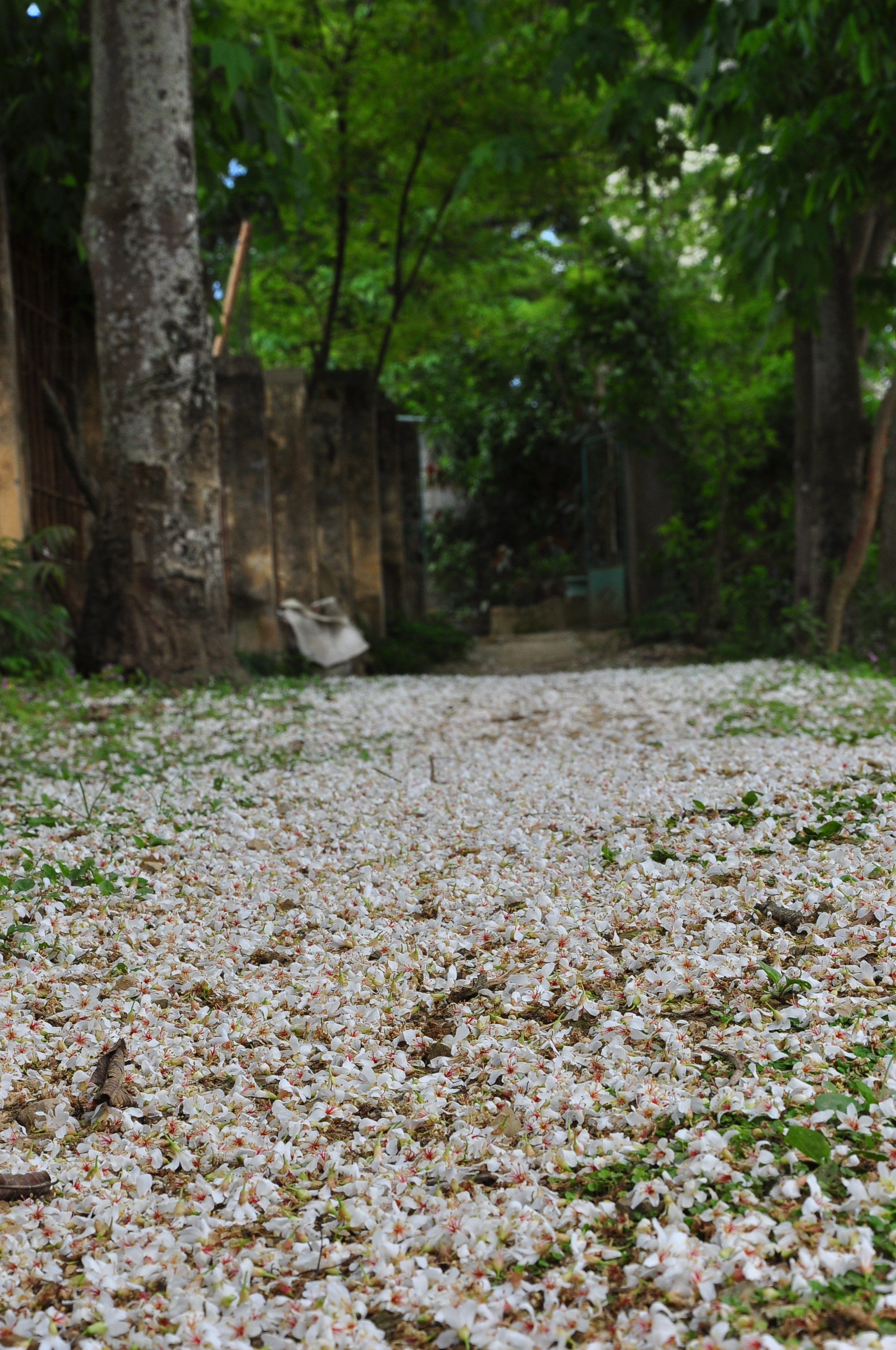 Hoa trẩu - loài hoa riêng của núi rừng Tây Bắc.