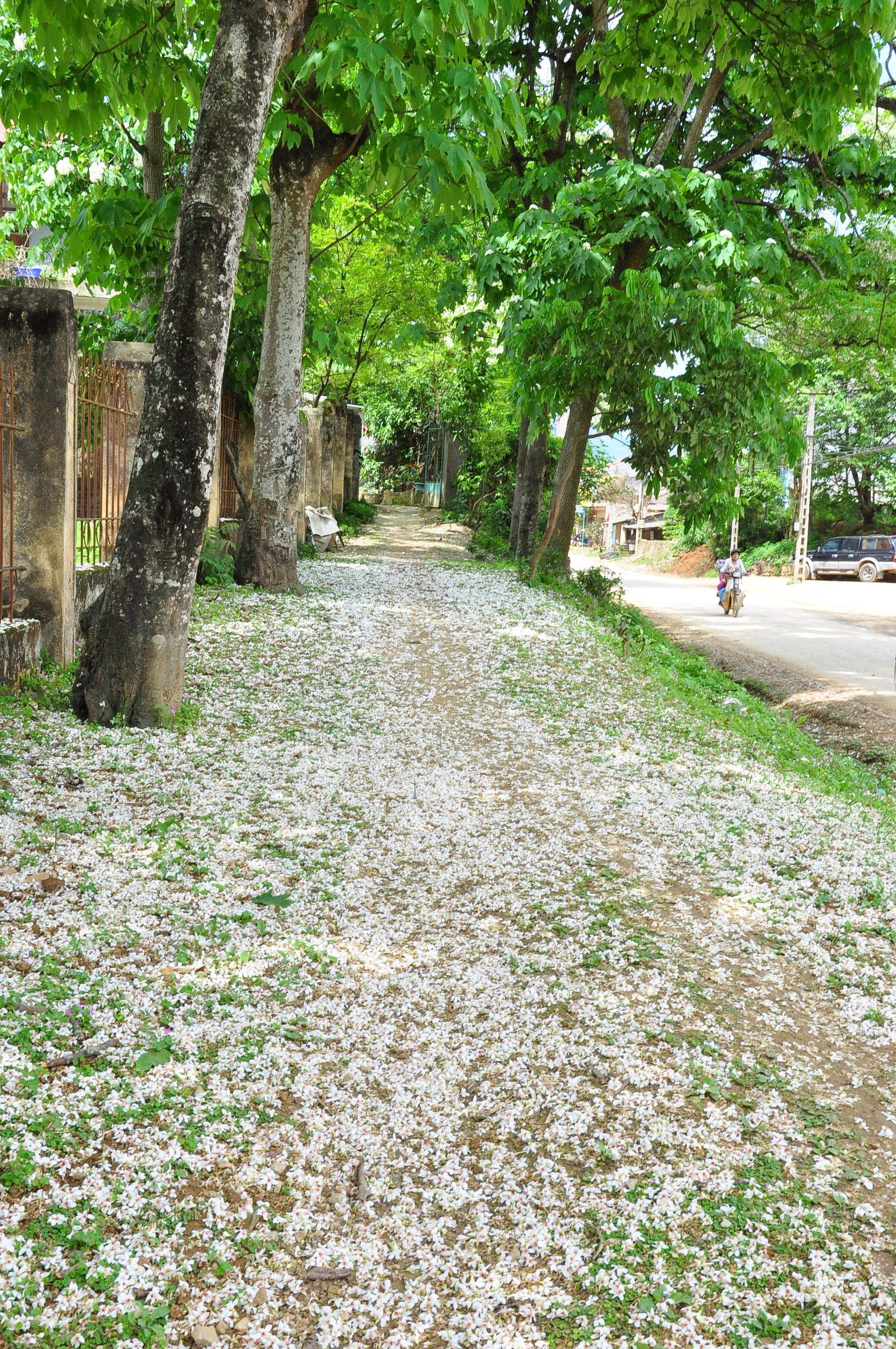 Hoa trẩu - loài hoa riêng của núi rừng Tây Bắc.