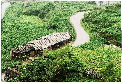 “Ngon, bổ, rẻ” với 2 ngày cuối tuần du hí Tam Đảo - 5 Tại Tam Đảo trồng su su lấy ngọn, sáng nào ở chợ cũng bán những ngọn su su vừa hái tươi rói.