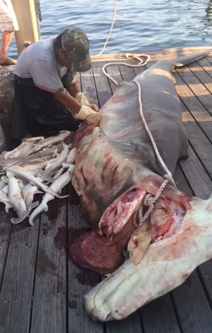 Kinh hãi ngư dân mổ bụng cá mập mẹ lấy 34 cá mập con ra