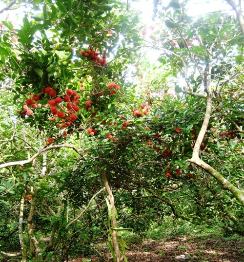 Một ngày trên sóng nước Cần Thơ - 2 Mùa chôm chôm chín đỏ trong vườn.