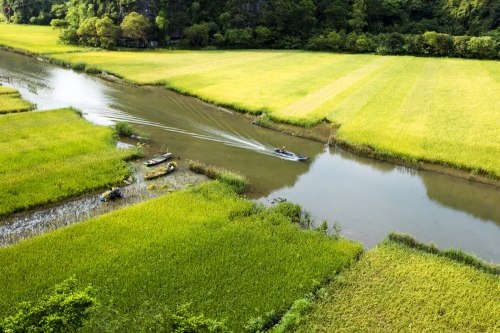 Sững sờ trước “bức họa đồng quê” Tam Cốc mùa lúa chín