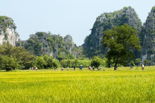 Sững sờ trước “bức họa đồng quê” Tam Cốc mùa lúa chín