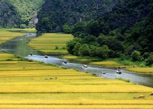 Sững sờ trước “bức họa đồng quê” Tam Cốc mùa lúa chín