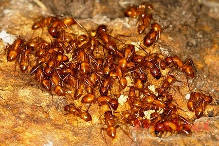 “Món dị” ở Tam Đảo: Bò tái kiến đốt - 2 Bò tái kiến đốt là món ăn độc đáo của đất Tam Đảo.