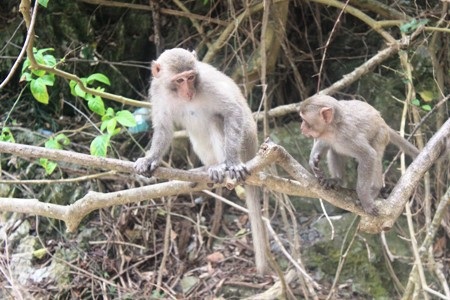 Ngày nghỉ lễ, đảo Khỉ Cát Bà tràn ngập rác