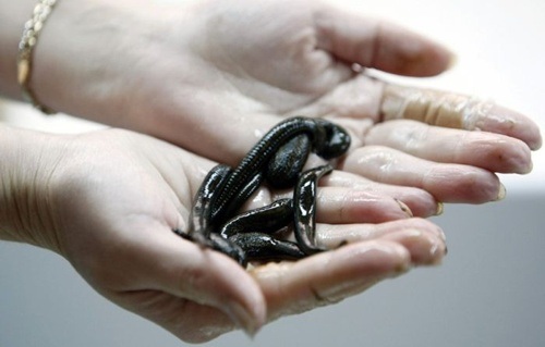 Rợn tóc gáy khi tới trại nuôi đỉa ở Nga - 2 Trang trại nuôi đỉa lớn nhất ở Nga.