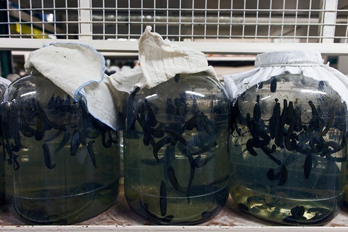 Rợn tóc gáy khi tới trại nuôi đỉa ở Nga - 4 Cận cảnh những sinh vật hút máu người có khả năng chữa bệnh.