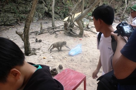 Hộp sữa, vỏ lon bia và ngay cả túi rác được du khách ngang nhiên quăng ra đảo, ra bãi biển…