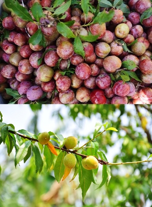Những món quà mang về từ Mộc Châu - 1 Những trái mận và đào là loài quả có vào đầu mùa hè, khoảng tháng 5 tháng 6.
