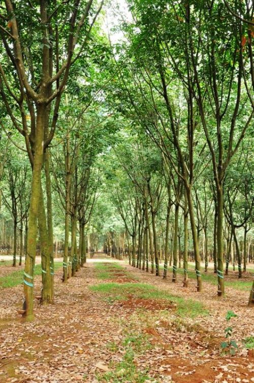 Những con đèo trên đường đến "thành phố ngàn hoa" Đà Lạt - 1 Từ phía Bảo Lâm, Bảo Lộc về Đà Lạt, bạn sẽ chạy xe qua rất nhiều cánh rừng café và cao su bạn ngàn.
