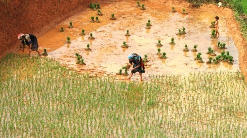 Mù Cang Chải đẹp "mê hồn" trong mùa đổ nước - 11 Vẻ đẹp ngỡ ngàng của Mù Cang Chải - Yên Bái mùa cấy làm say lòng biết bao du khách!