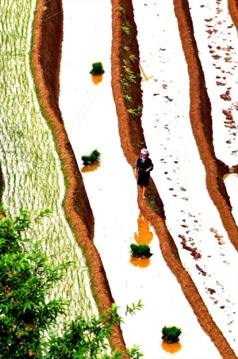  Những thửa ruộng bậc thang trong mùa nước quyến rũ.