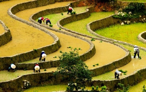 Mù Cang Chải đẹp "mê hồn" trong mùa đổ nước - 6 Vẻ đẹp ngỡ ngàng của Mù Cang Chải - Yên Bái mùa cấy làm say lòng biết bao du khách!