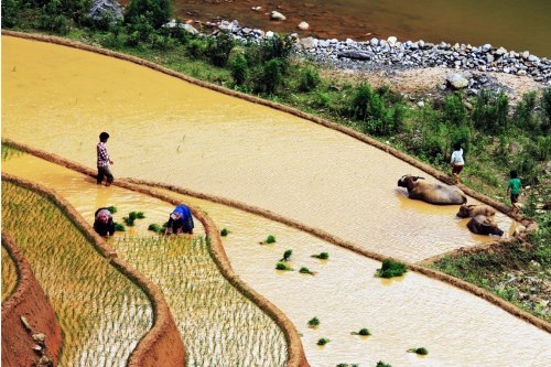 Mù Cang Chải đẹp "mê hồn" trong mùa đổ nước - 7 Vẻ đẹp ngỡ ngàng của Mù Cang Chải - Yên Bái mùa cấy làm say lòng biết bao du khách!