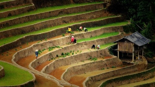 Mù Cang Chải đẹp "mê hồn" trong mùa đổ nước - 1 Vẻ đẹp ngỡ ngàng của Mù Cang Chải - Yên Bái mùa cấy làm say lòng biết bao du khách!