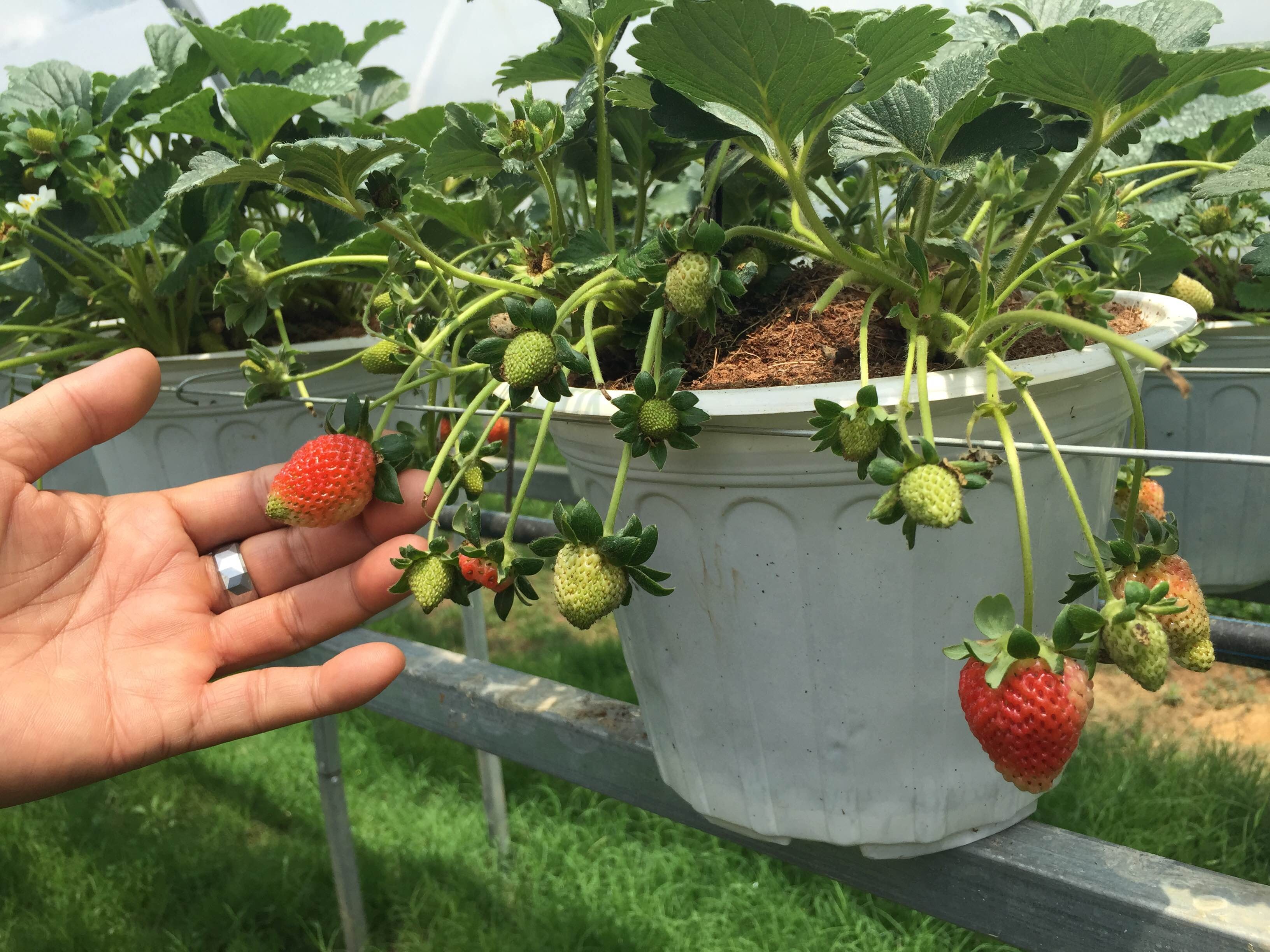 Dâu tây và trái bơ có nhiều vào khoảng tháng 7, tháng 8.