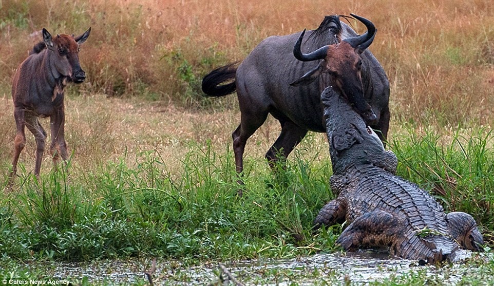 Cuộc chiến khốc liệt giữa cá sấu, linh dương đầu bò và hà mã