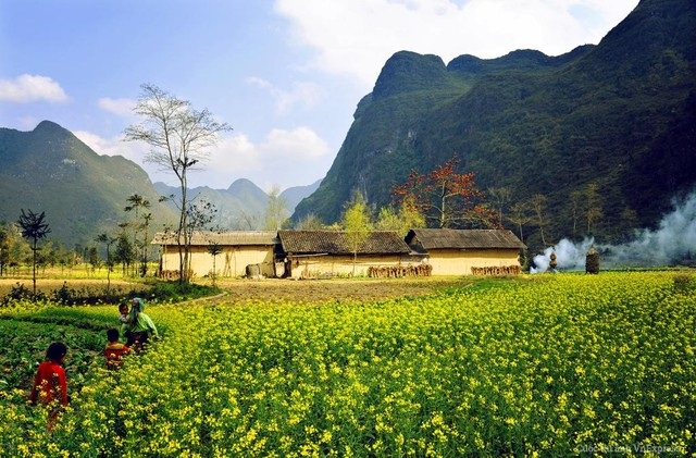 Vẻ đẹp mê hồn của mùa vàng Đông Tây Bắc - 1 Đồng cải vàng Hà Giang làm say lòng biết bao du khách!