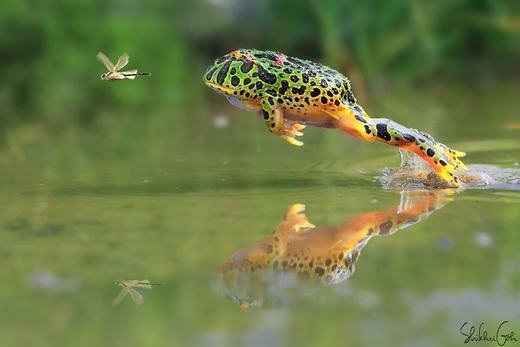 Sửng sốt ngắm bộ ảnh cực “sang chảnh” của loài ếch - 10 Cảnh bắt mồi của chú ếch nhỉ