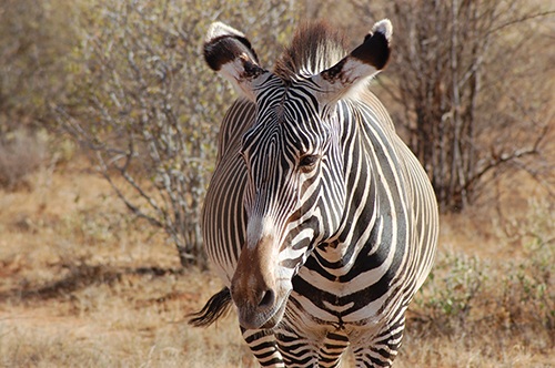 Đến đây, du khách sẽ được hoà mình vào thiên nhiên với nhiều trải nghiệm độc, lạ, hấp dẫn...