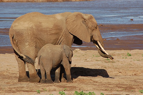 Đến đây, du khách sẽ được hoà mình vào thiên nhiên với nhiều trải nghiệm độc, lạ, hấp dẫn...