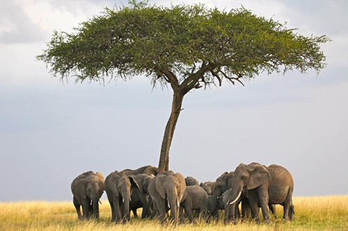 Thiên nhiên hoang dã kỳ thú ở Kenya.