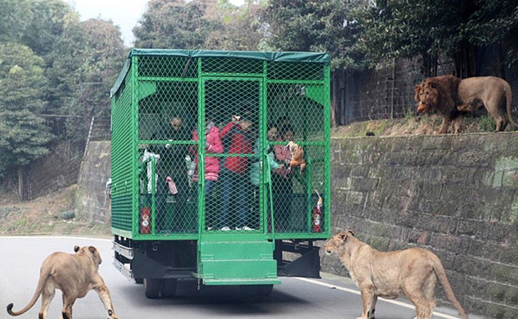  Du khách “bị nhốt” trong lồng sắt và trải nghiệm cảm giác bị săn mồi