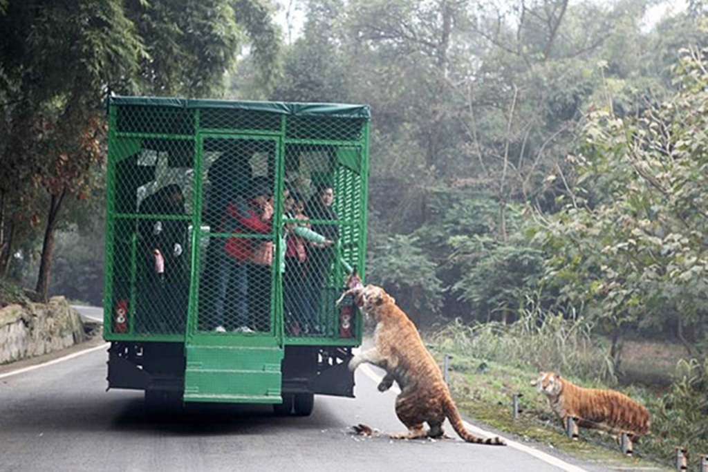  Hổ đói đuổi theo chiếc lồng sắt để tìm mồi