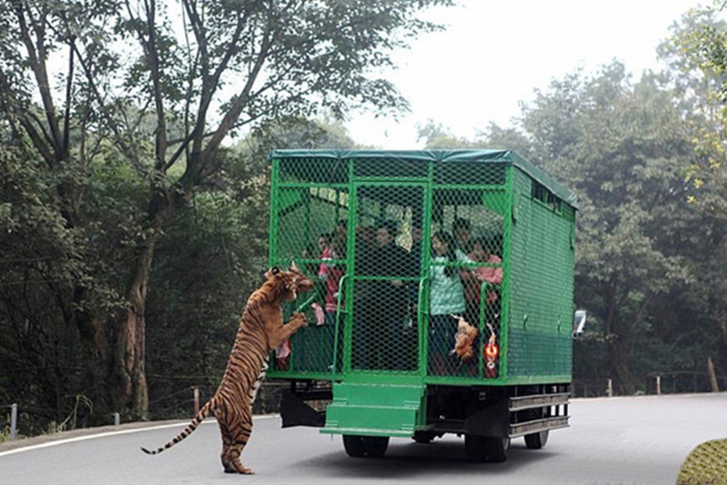 Chúng rượt đuổi theo chiếc xe với tốc độ nhanh chóng