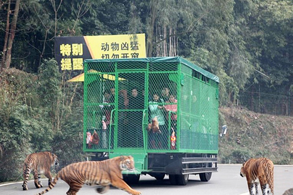 Dịch vụ mới lạ đang thu hút nhiều du khách thích cảm giác mạnh.