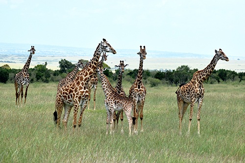 Về với thiên đường hoang dã ở Kenya - 2 Khung cảnh hoang dã ở Kenya.