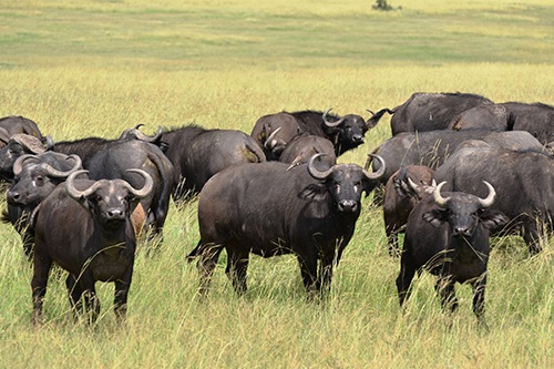 Về với thiên đường hoang dã ở Kenya - 5 Khung cảnh hoang dã ở Kenya.