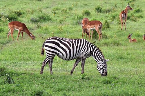 Về với thiên đường hoang dã ở Kenya - 6 Khung cảnh hoang dã ở Kenya.