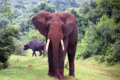 Về với thiên đường hoang dã ở Kenya - 7 Khung cảnh hoang dã ở Kenya.