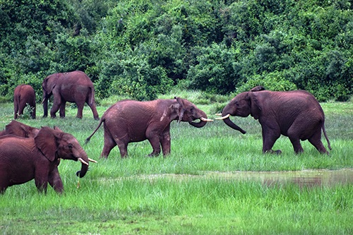 Về với thiên đường hoang dã ở Kenya - 3 Khung cảnh hoang dã ở Kenya.