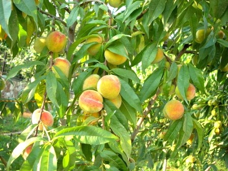 Ngỡ ngàng trước thiên nhiên tuyệt mĩ của Sa Pa - 5 Sa Pa là điểm nghỉ dưỡng lý tưởng của những ngày hè oi bức.