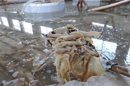 Dư luận Trung Quốc nổi giận vì vỏ nang thuốc chứa độc - 2 Dư luận Trung Quốc nổi giận vì vỏ nang thuốc chứa độc